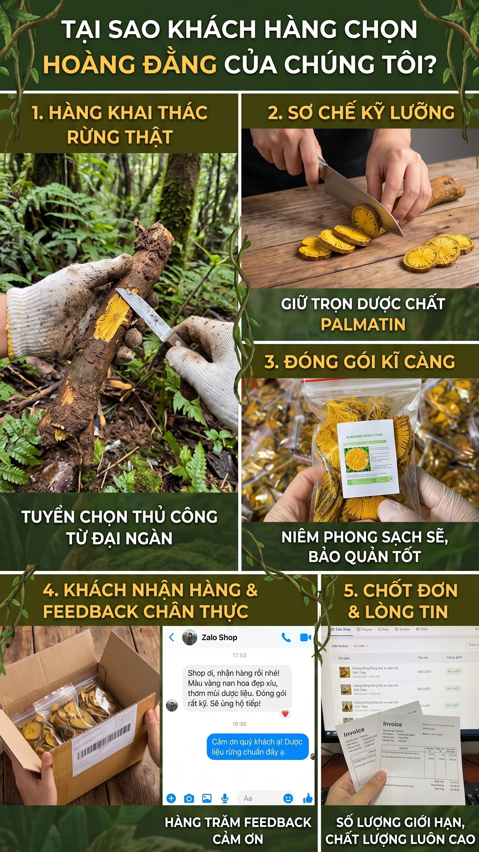 Hoàng Đằng Rừng